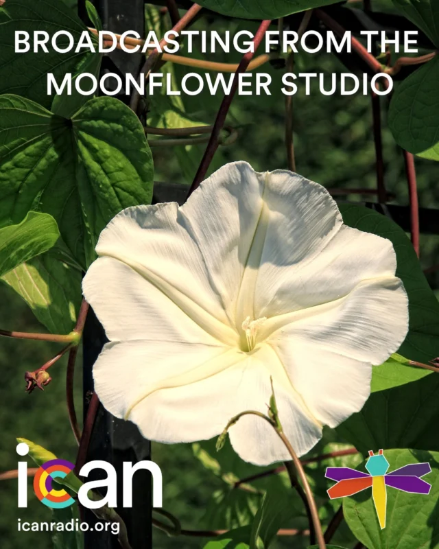 ICAN Radio is broadcast from the Moonflower Studio in the heart of Portland, Oregon!